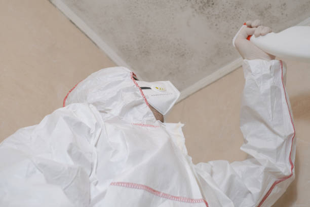 Office Mold Removal Services in Ingalls Park, IL