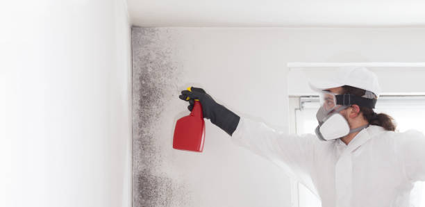 Best Mold Damage Repair  in Ingalls Park, IL